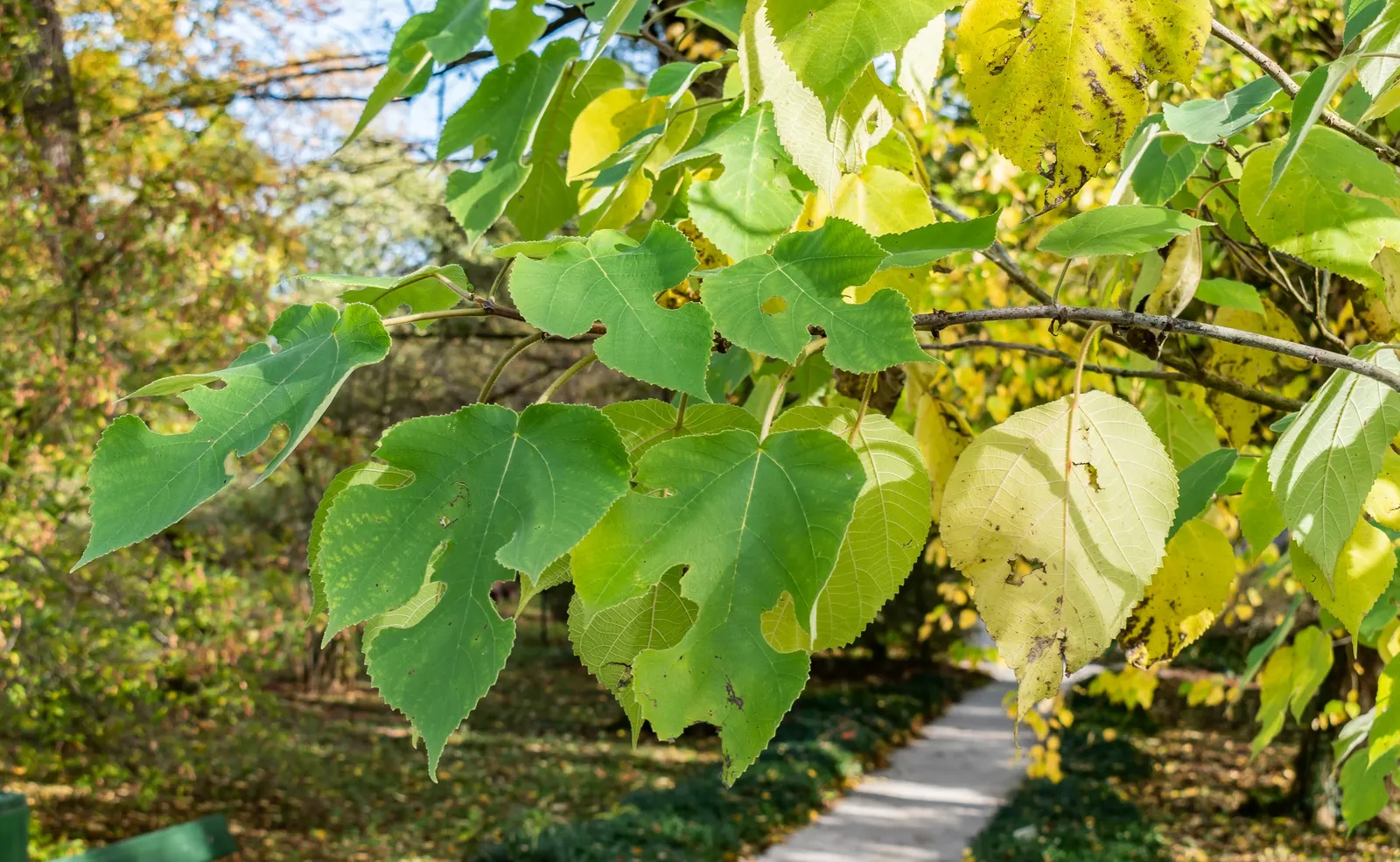Paper Mulberry (Broussonetia Papyrifera) — tree with green blooms; these blossoms give way to berry-like fruit clusters, which are about 1 inch in, image 80