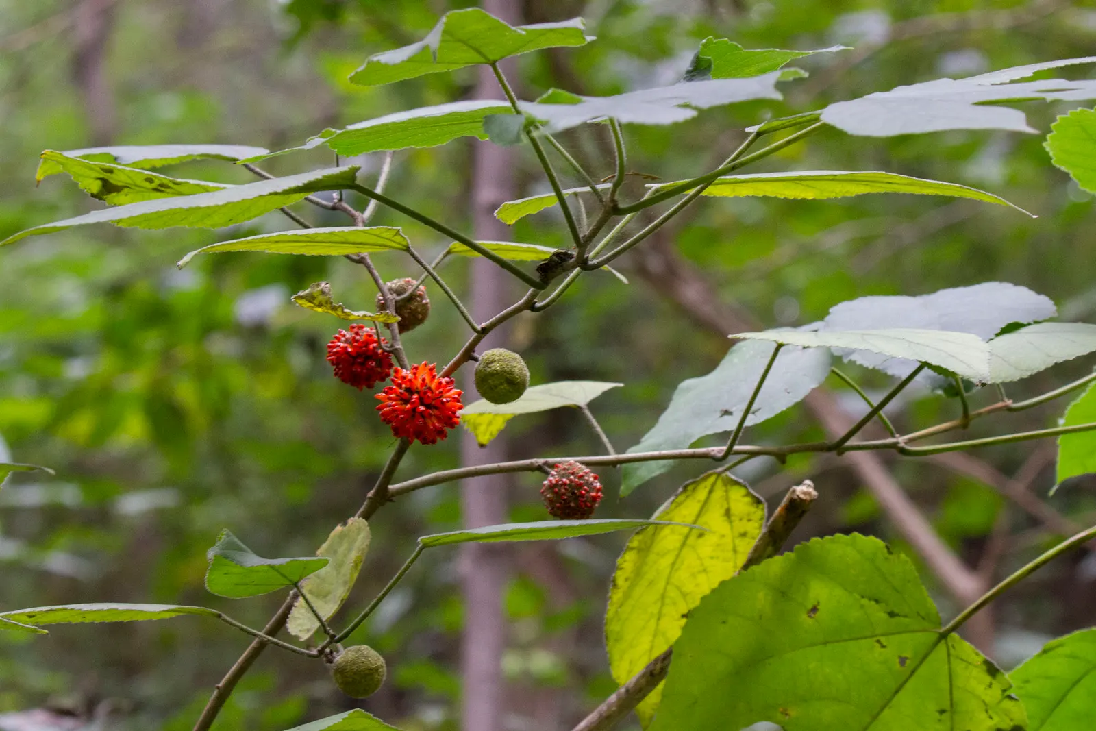 Paper Mulberry (Broussonetia Papyrifera) — with leaves that vary dramatically in shape even on the same branch; tree for full or half