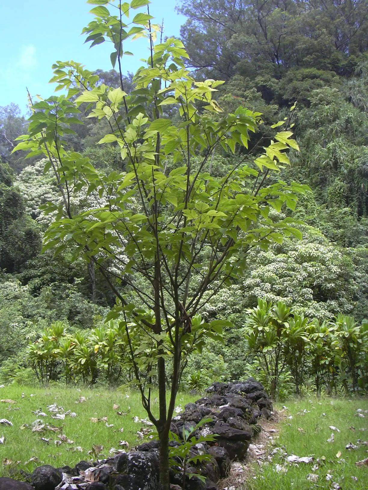 Paper Mulberry (Broussonetia Papyrifera) — renowned as much for its historical significance in paper making as for its lush garden aesthetics; tree with green
