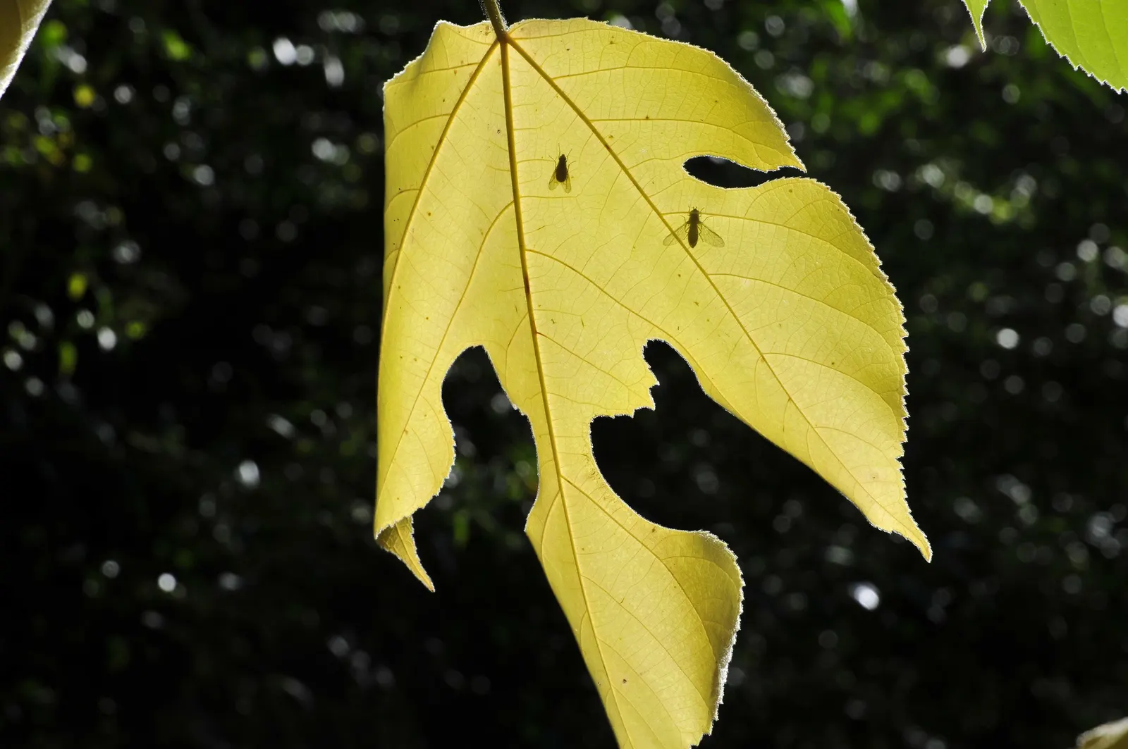 Paper Mulberry (Broussonetia Papyrifera) — ranging from lobed to unlobed forms; is a deciduous tree hailing from the Moraceae family, image 67