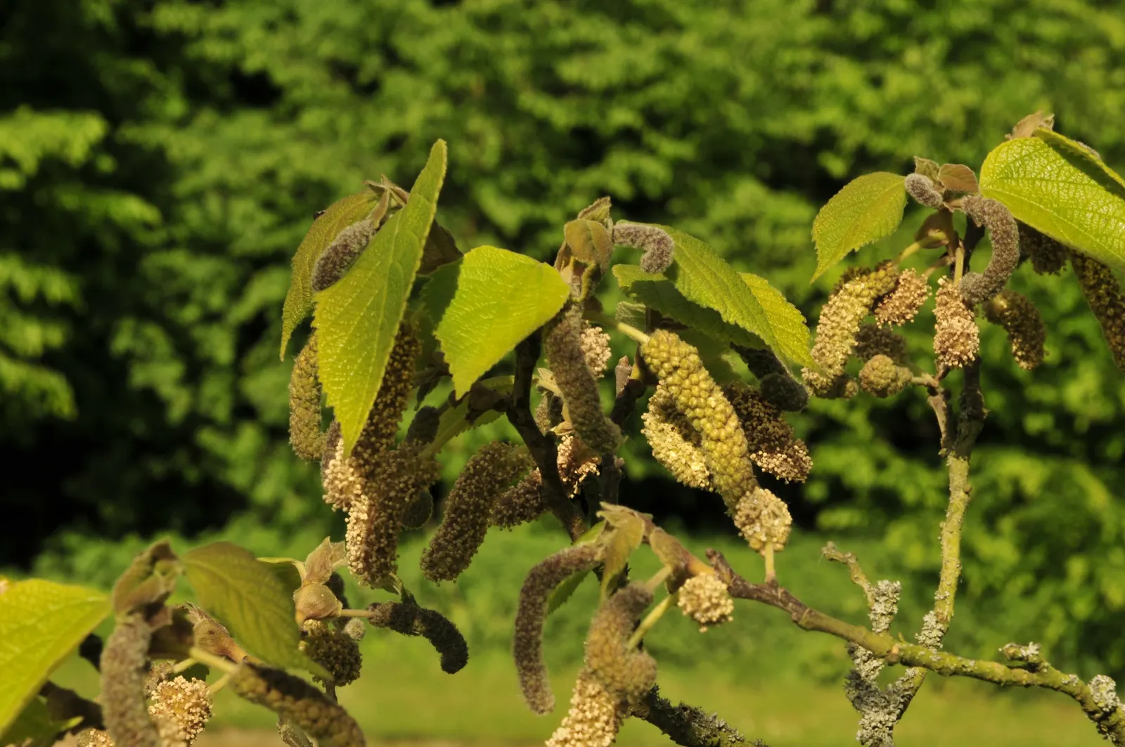 Paper Mulberry (Broussonetia Papyrifera) — is a deciduous tree revered for its fast growth; it thrives in USDA zones 7-10, preferring full sun to, image 55