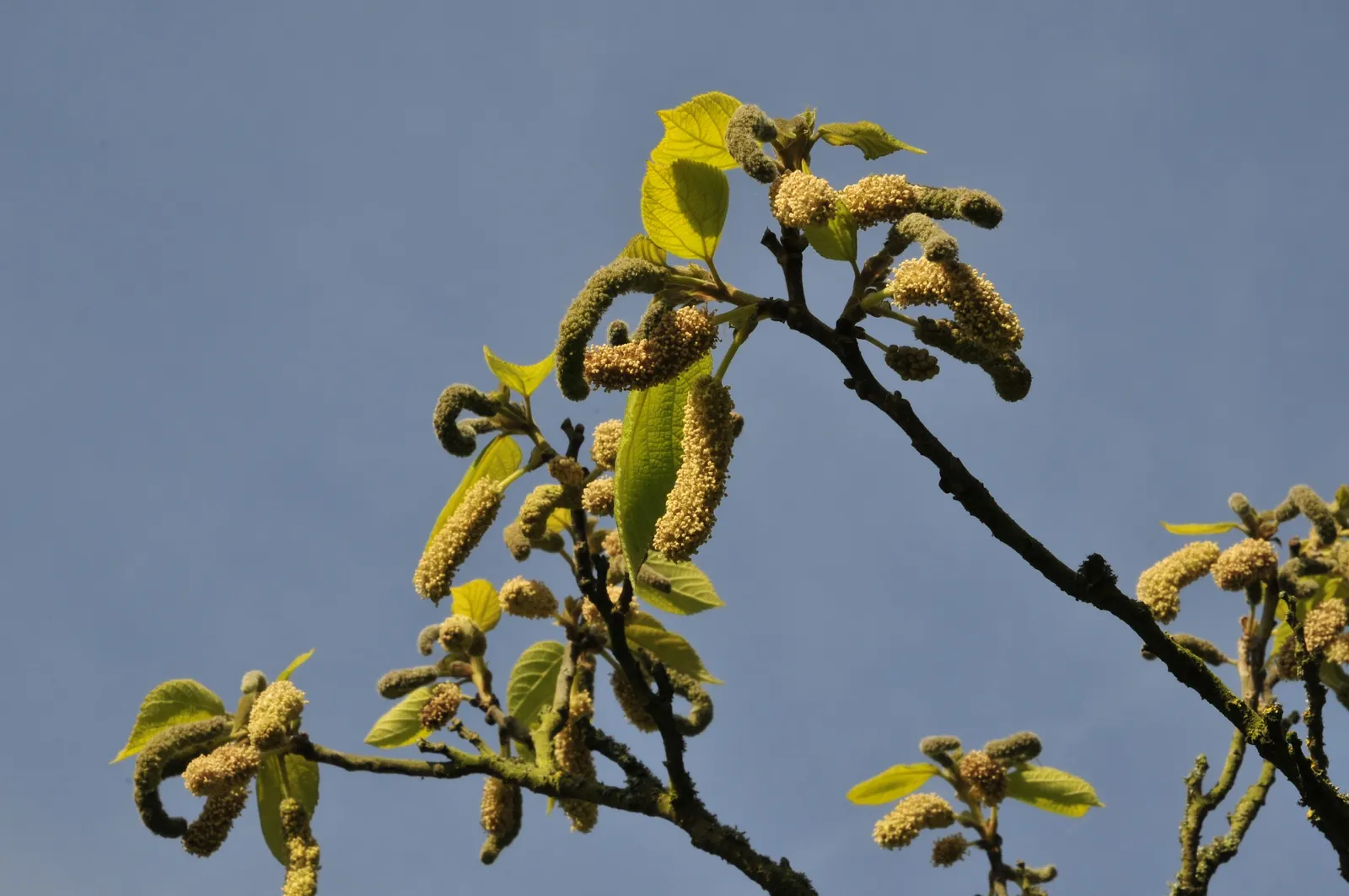 Paper Mulberry (Broussonetia Papyrifera) — typically extending from 30 to 40 feet; though it thrives best in well-drained soil, image 92