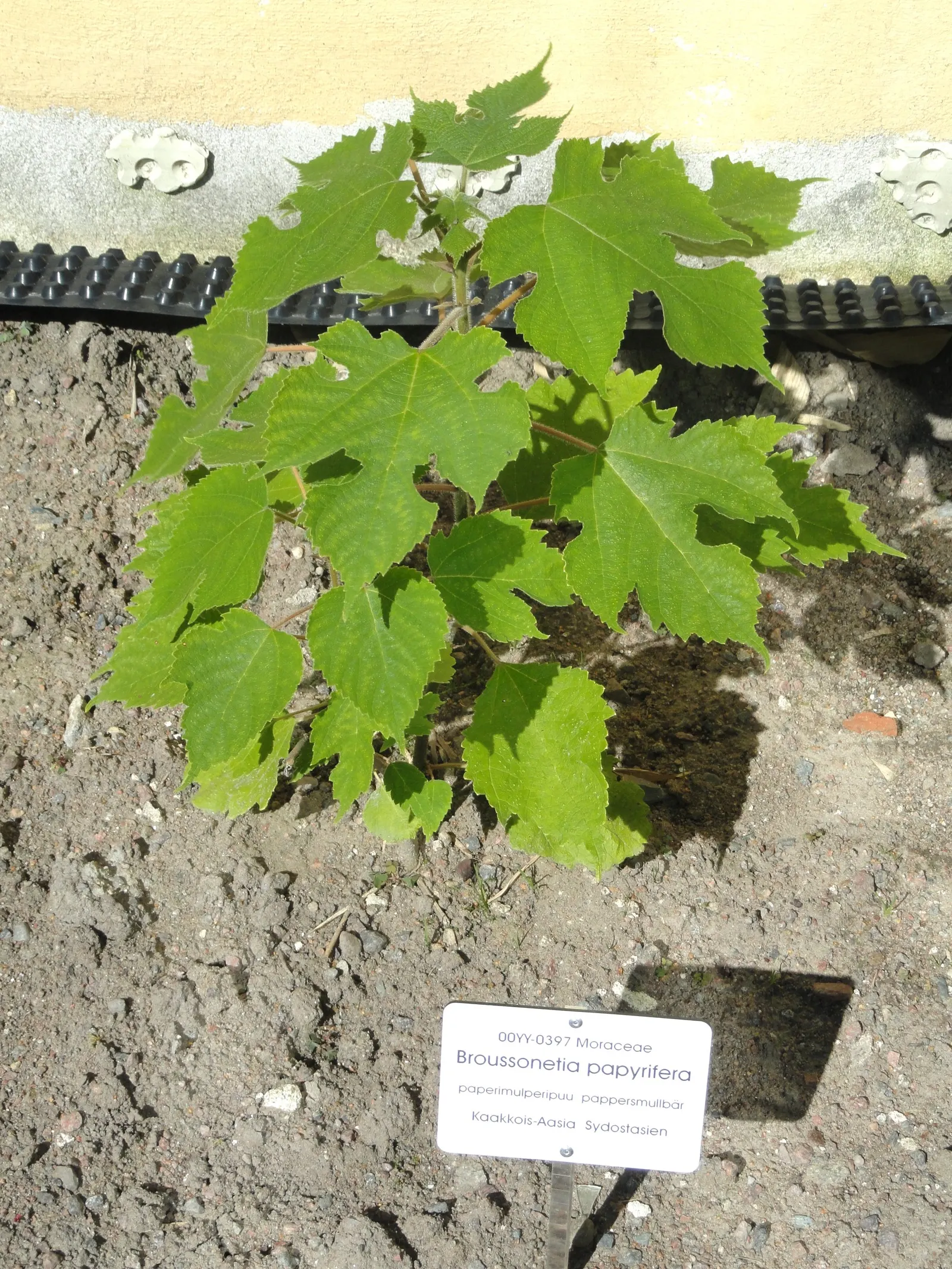 Paper Mulberry (Broussonetia Papyrifera) — reaching up to 50 feet tall with a spread of 35 feet; typically extending from 30 to 40 feet, image 56