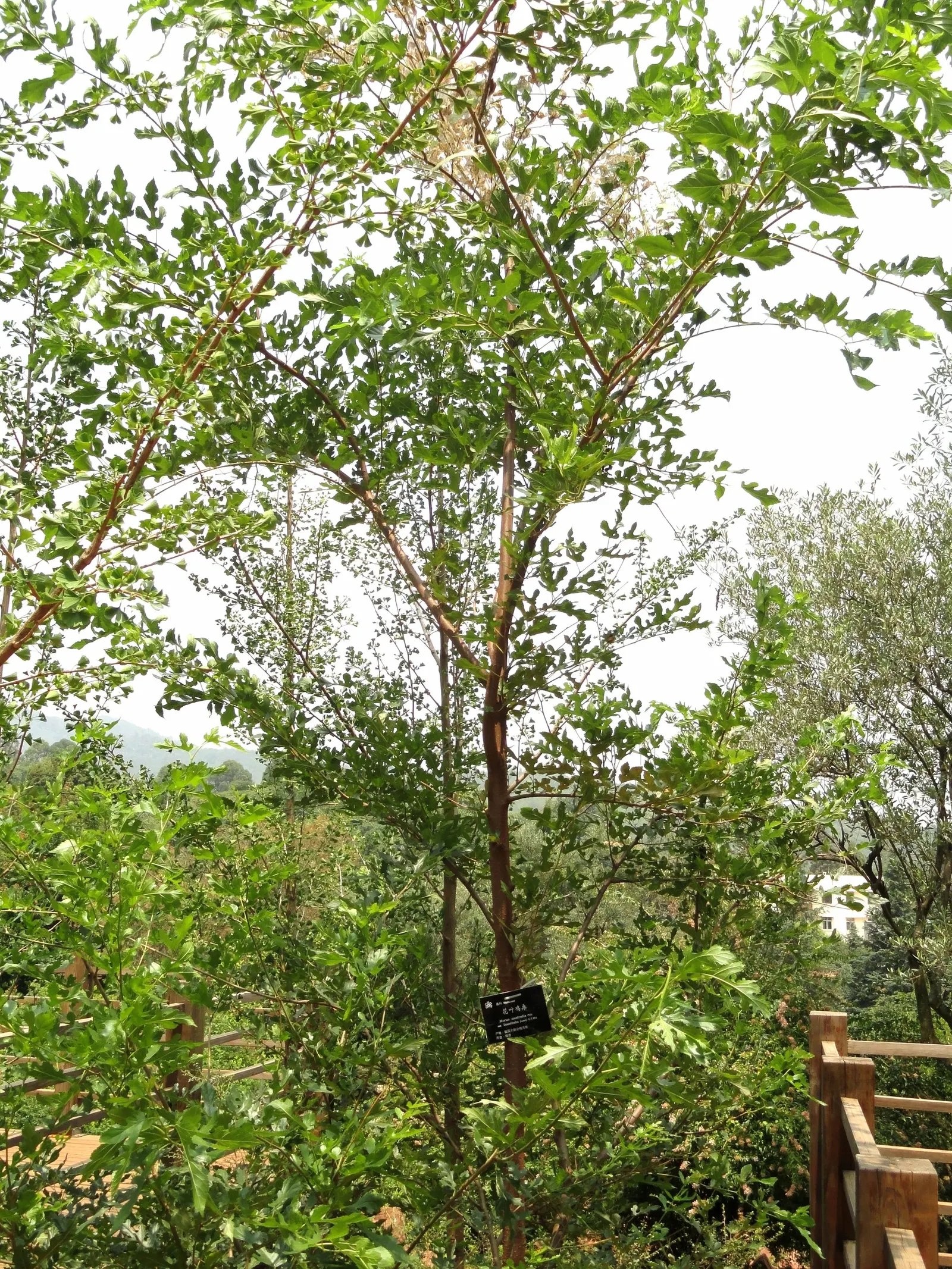 Paper Mulberry (Broussonetia Papyrifera) — This Asian native sports broad, lobed leaves, which offer dense shade, and bears non-showy flowers