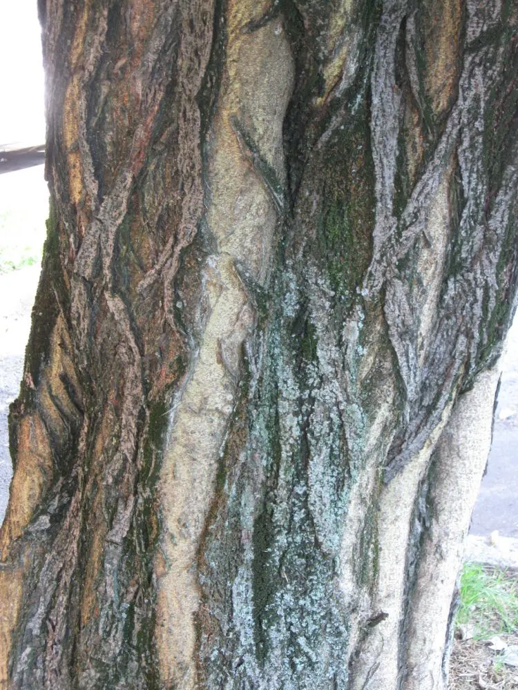 Paper Mulberry (Broussonetia Papyrifera) — though it thrives best in well-drained soil