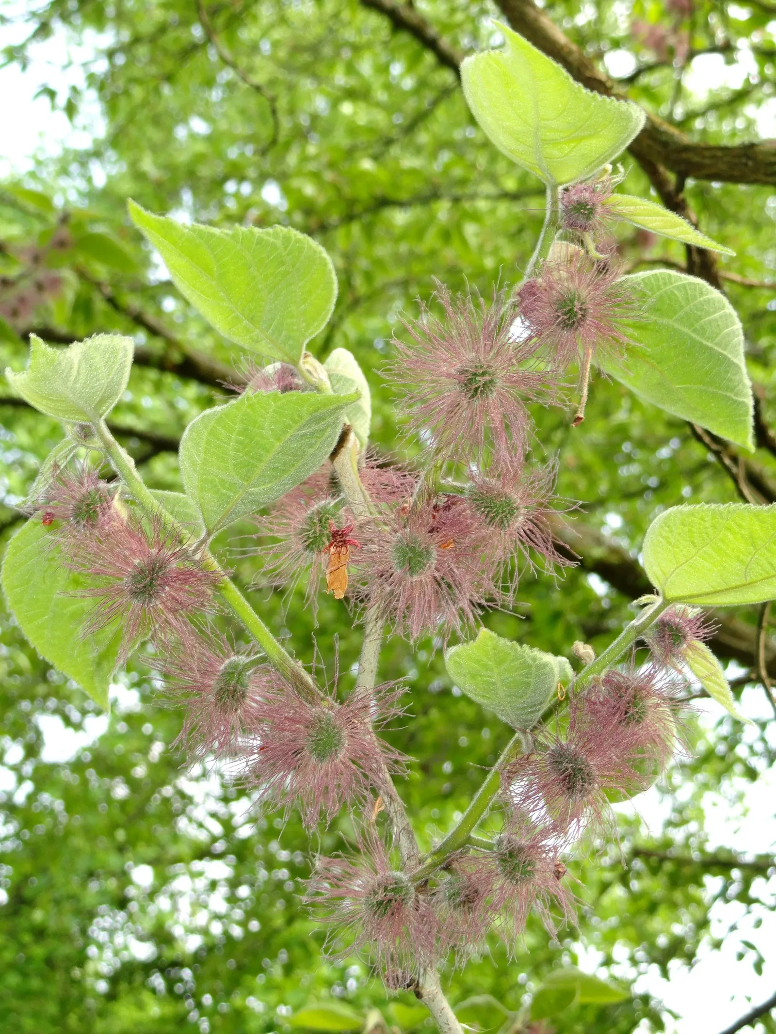 Paper Mulberry (Broussonetia Papyrifera) — tree with green blooms