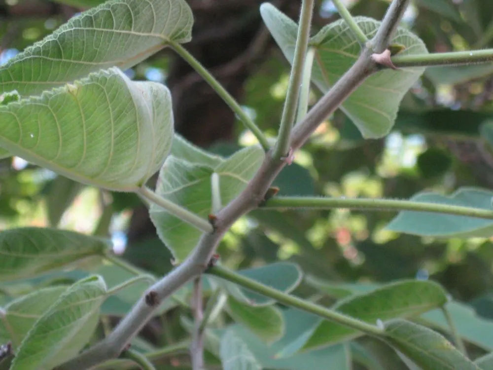 Paper Mulberry (Broussonetia Papyrifera) — with separate male and female flowers that may occur on the same or different trees (dioecious); is a deciduous tree
