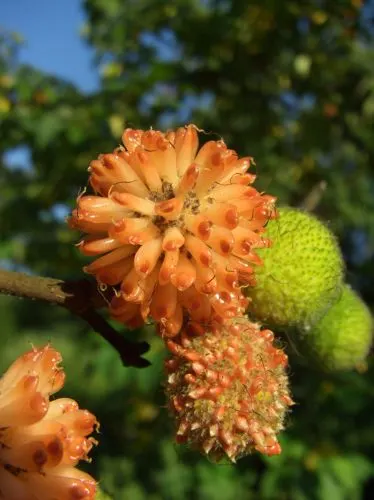 Paper Mulberry (Broussonetia Papyrifera) — This Asian native sports broad, lobed leaves, which offer dense shade, and bears non-showy flowers; the fruits are