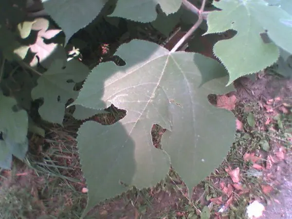 Paper Mulberry (Broussonetia Papyrifera) — The fruits are edible when ripe; the Paper Mulberry presents catkin-like blooms, image 72