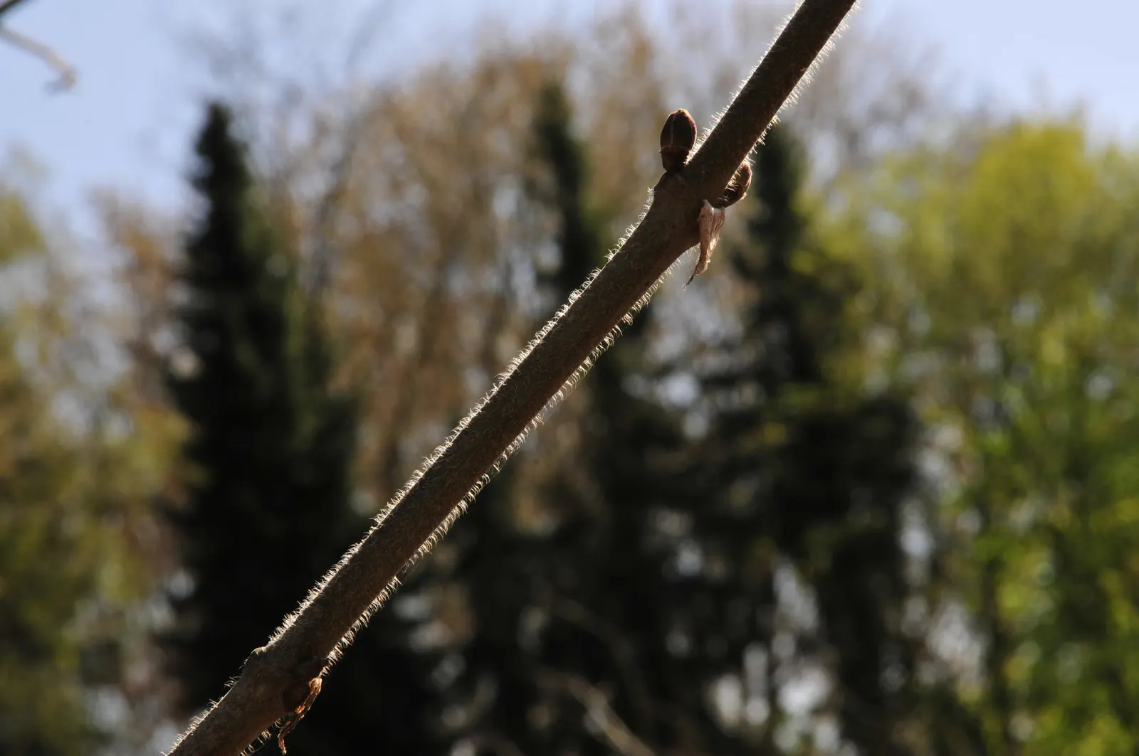 Paper Mulberry (Broussonetia Papyrifera) — caution should be exercised as this species can be invasive in some areas; with separate male and female, image 76