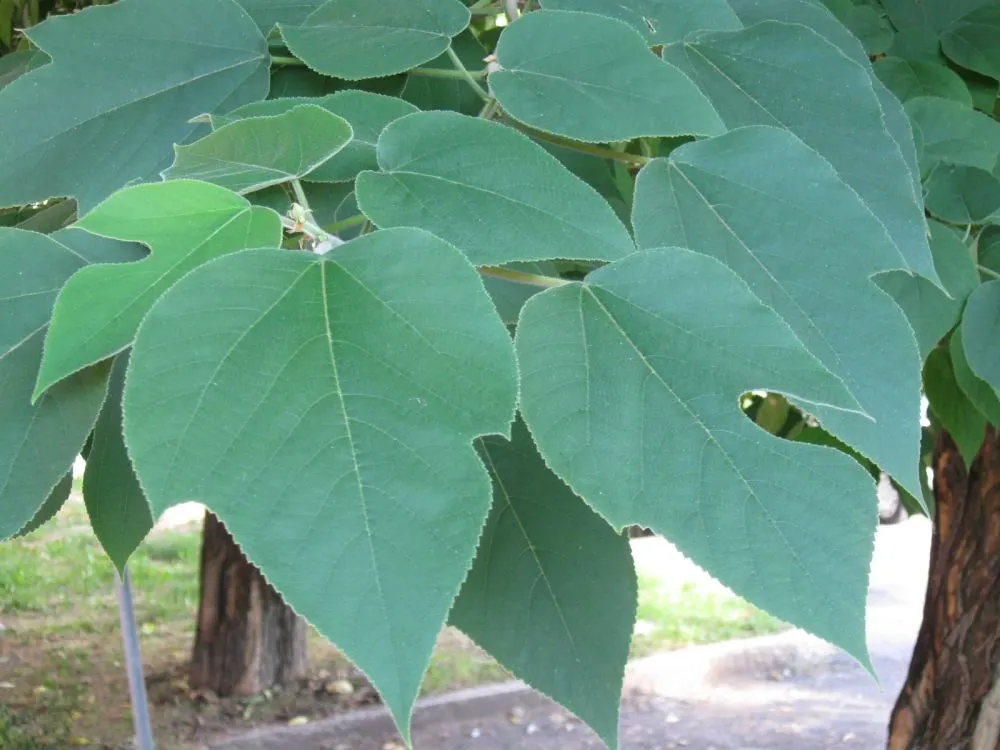 Paper Mulberry (Broussonetia Papyrifera) — offering a verdant focal point or an effective natural screen; this Asian native sports broad, lobed leaves, which
