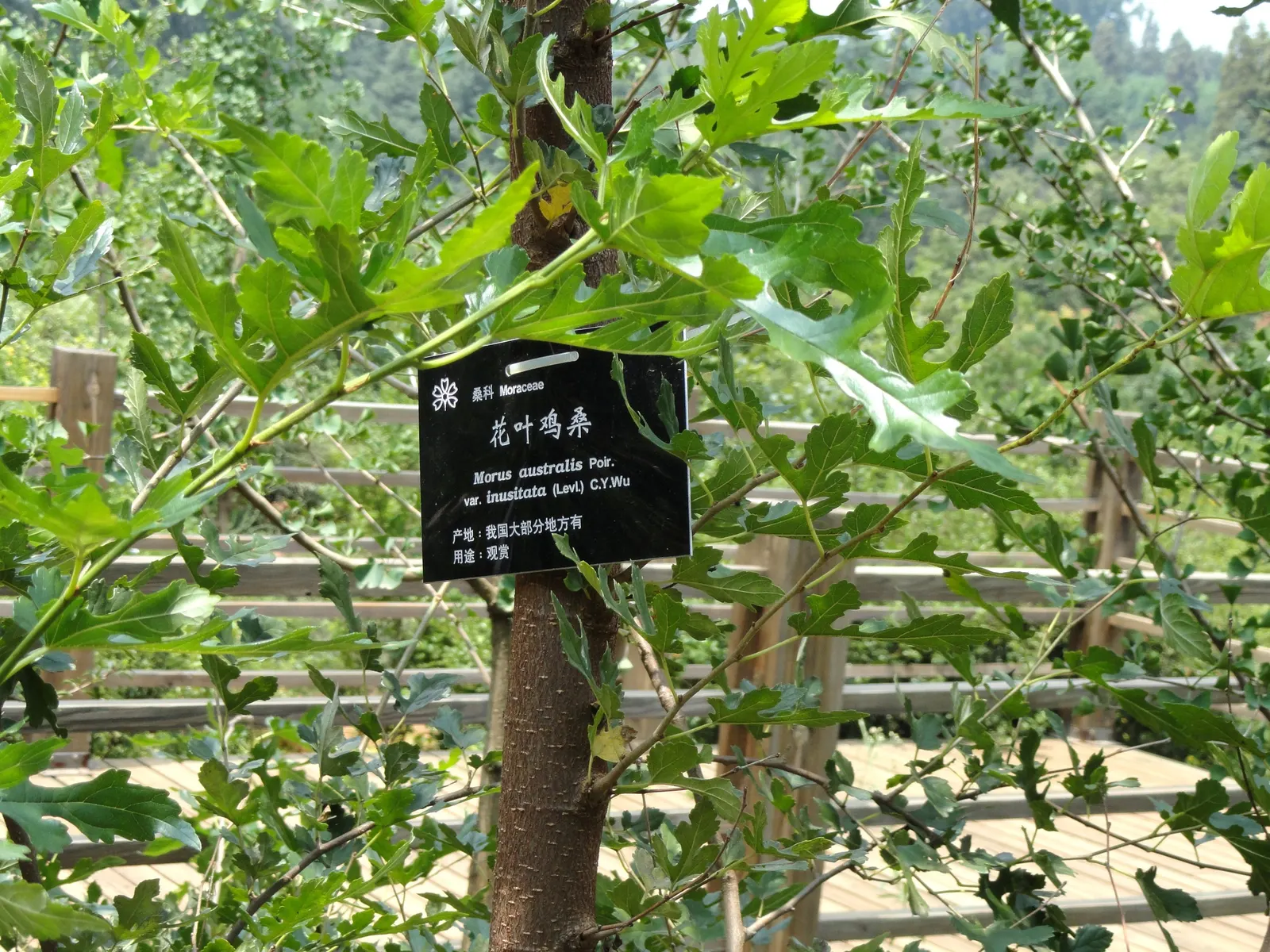 Paper Mulberry (Broussonetia Papyrifera) — the Paper Mulberry presents catkin-like blooms
