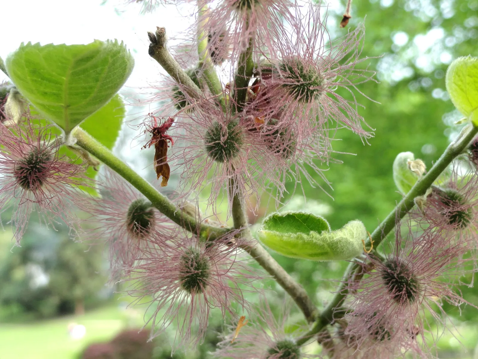 Paper Mulberry (Broussonetia Papyrifera) — It is also resilient to drought and air pollution, making it a sturdy choice for urban environments
