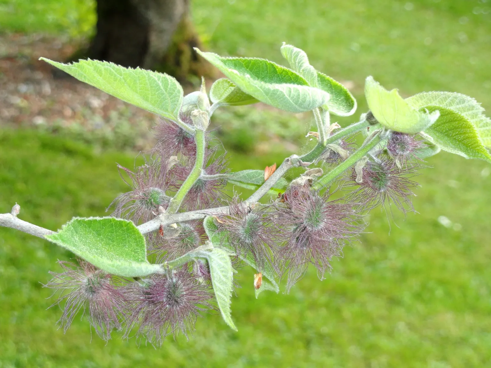 Paper Mulberry (Broussonetia Papyrifera) — ranging from lobed to unlobed forms