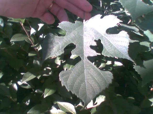 Paper Mulberry (Broussonetia Papyrifera) — reaching up to 50 feet tall with a spread of 35 feet