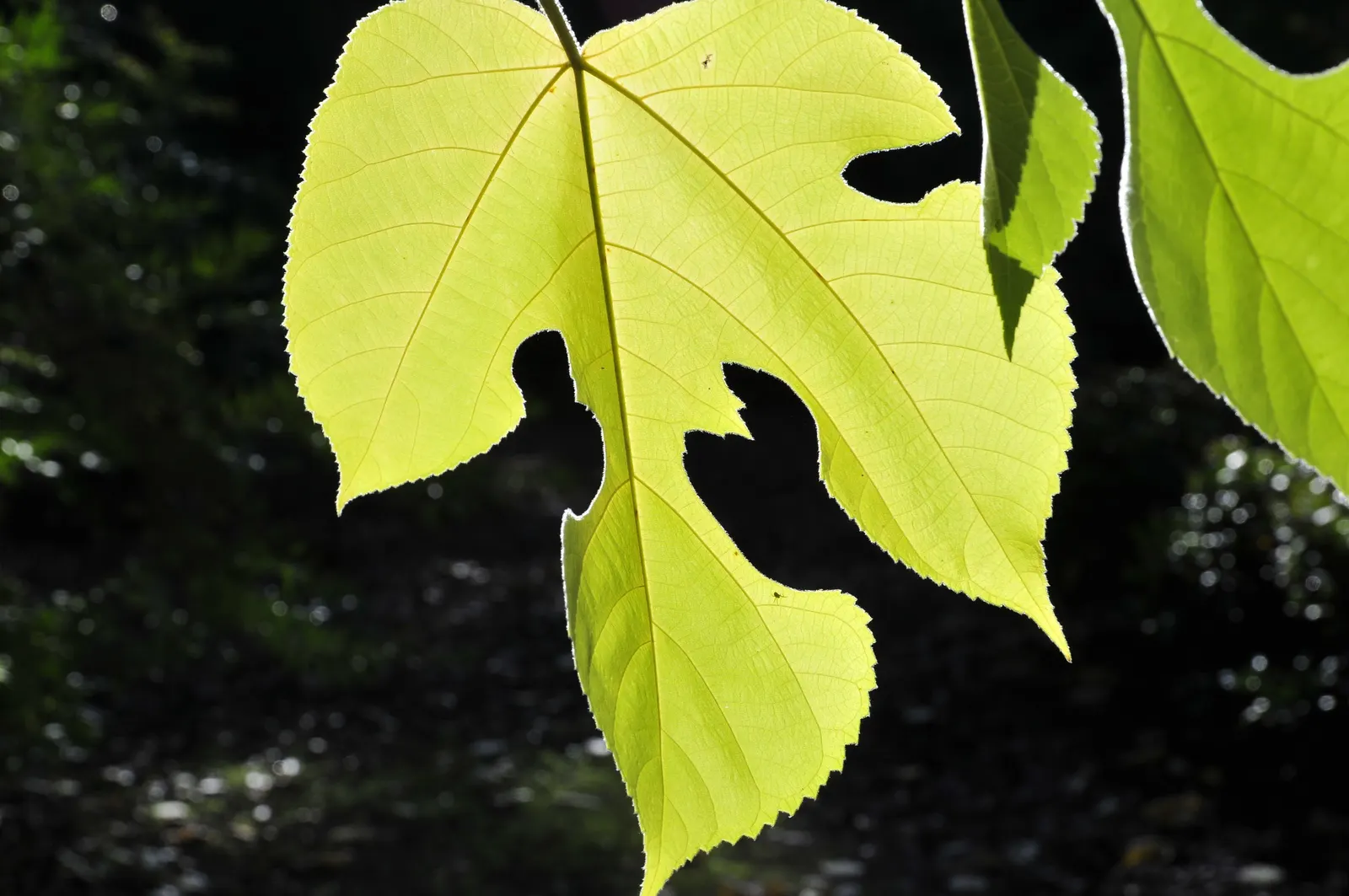 Paper Mulberry (Broussonetia Papyrifera) — tree with green blooms; these blossoms give way to berry-like fruit clusters, which are about 1 inch in diameter