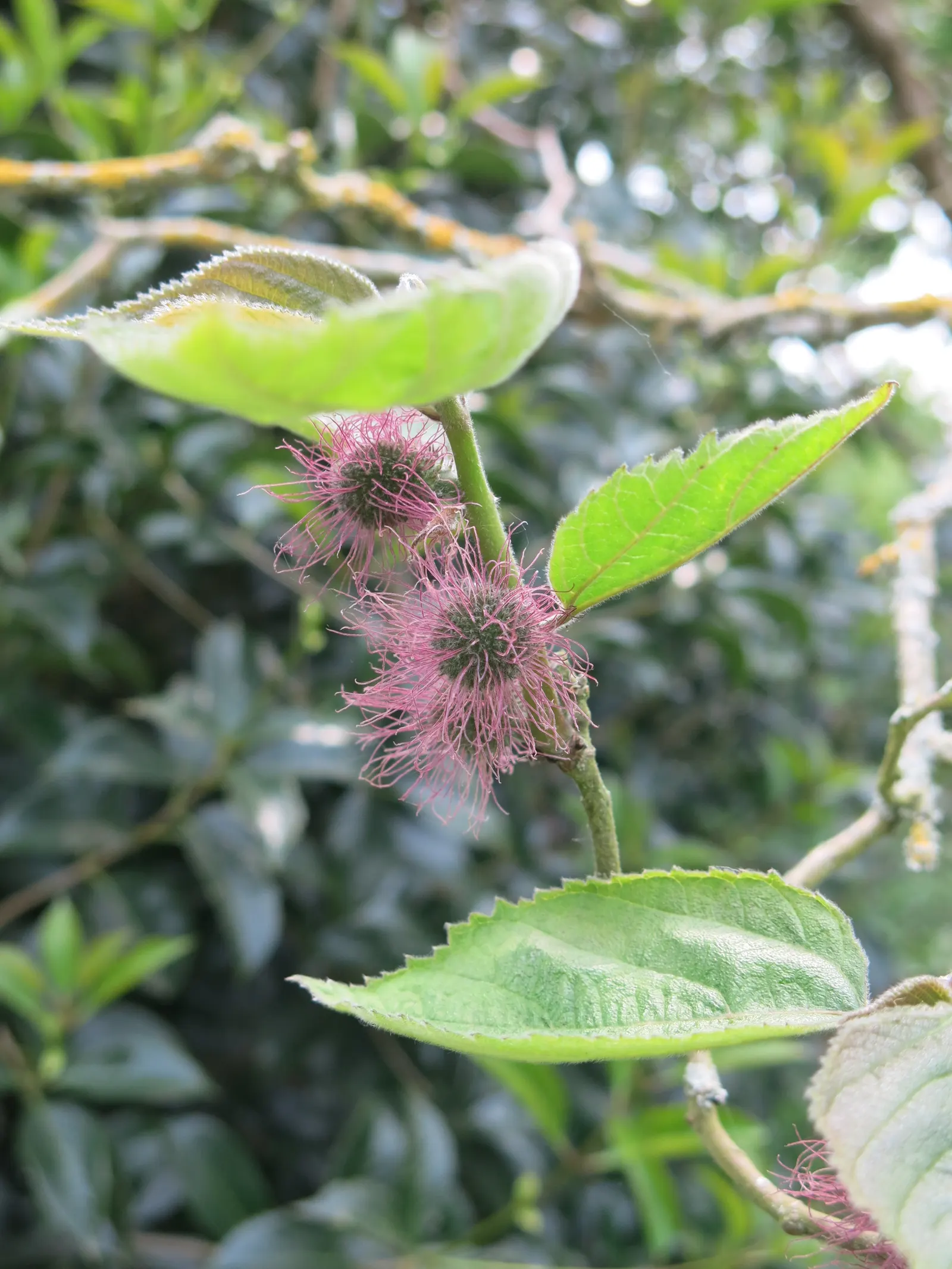 Paper Mulberry (Broussonetia Papyrifera) — Note: In some areas, it's considered invasive due to its prolific seeding, image 32