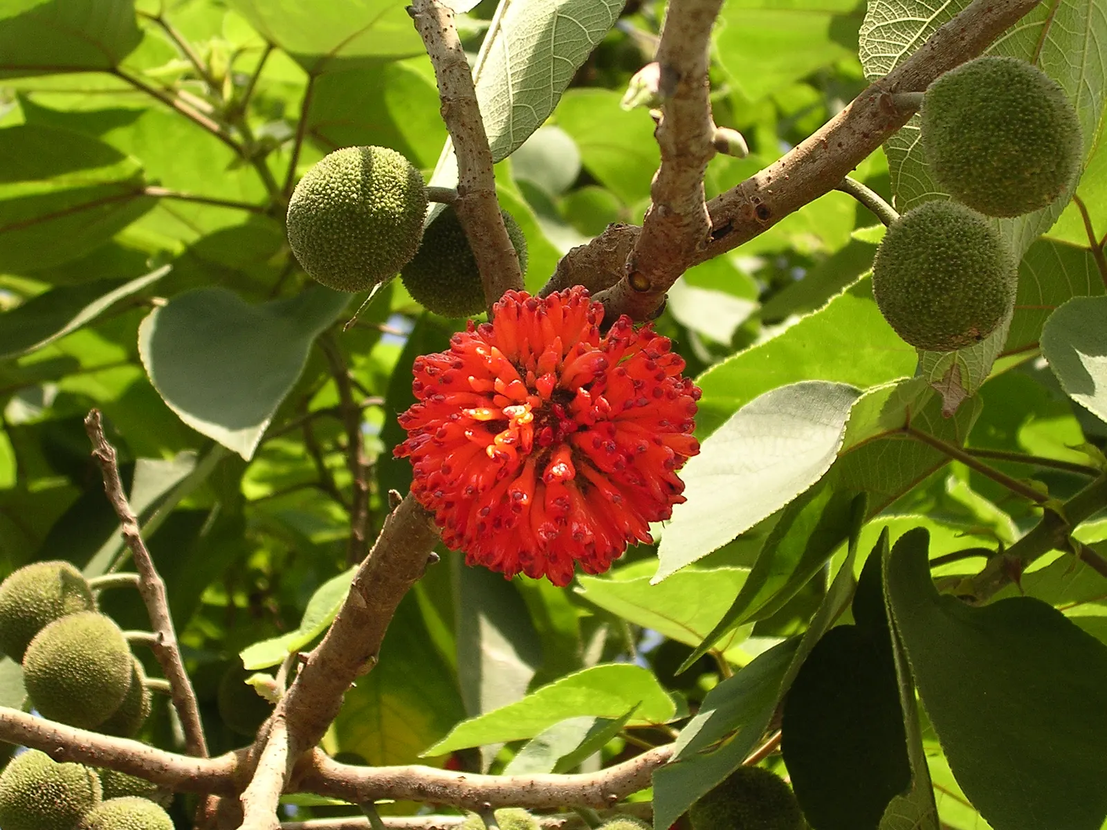 Paper Mulberry (Broussonetia Papyrifera) — These blossoms give way to berry-like fruit clusters, which are about 1 inch in diameter; renowned as, image 98