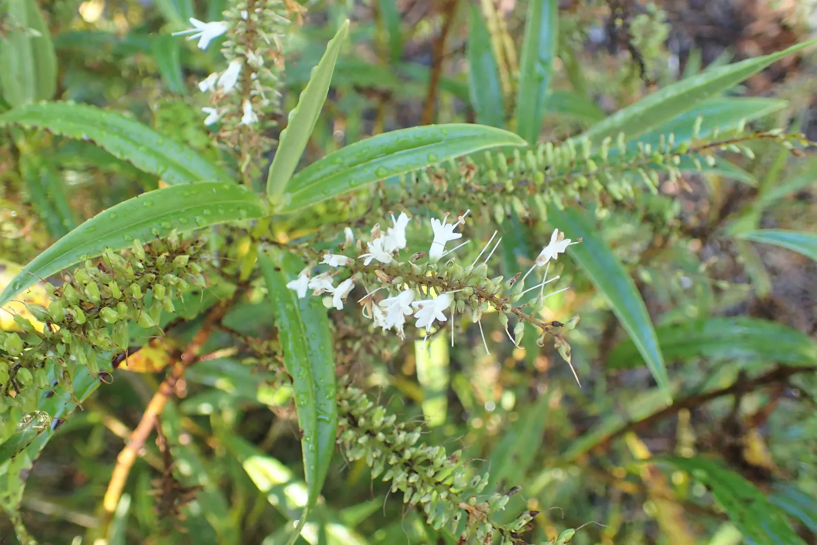 Evergreen Veronicas (Hebe Species) — shrub for full or half; evergreen garden all year round, image 72
