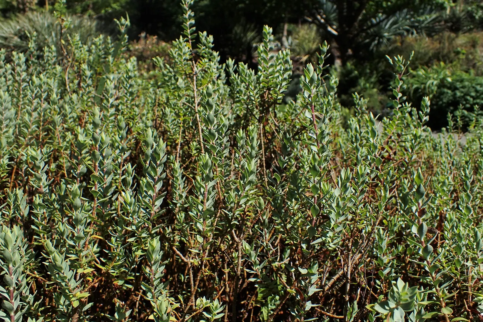 Evergreen Veronicas (Hebe Species) — these robust plants are characterized by their glossy; lavender and pink and purple flowers in the garden