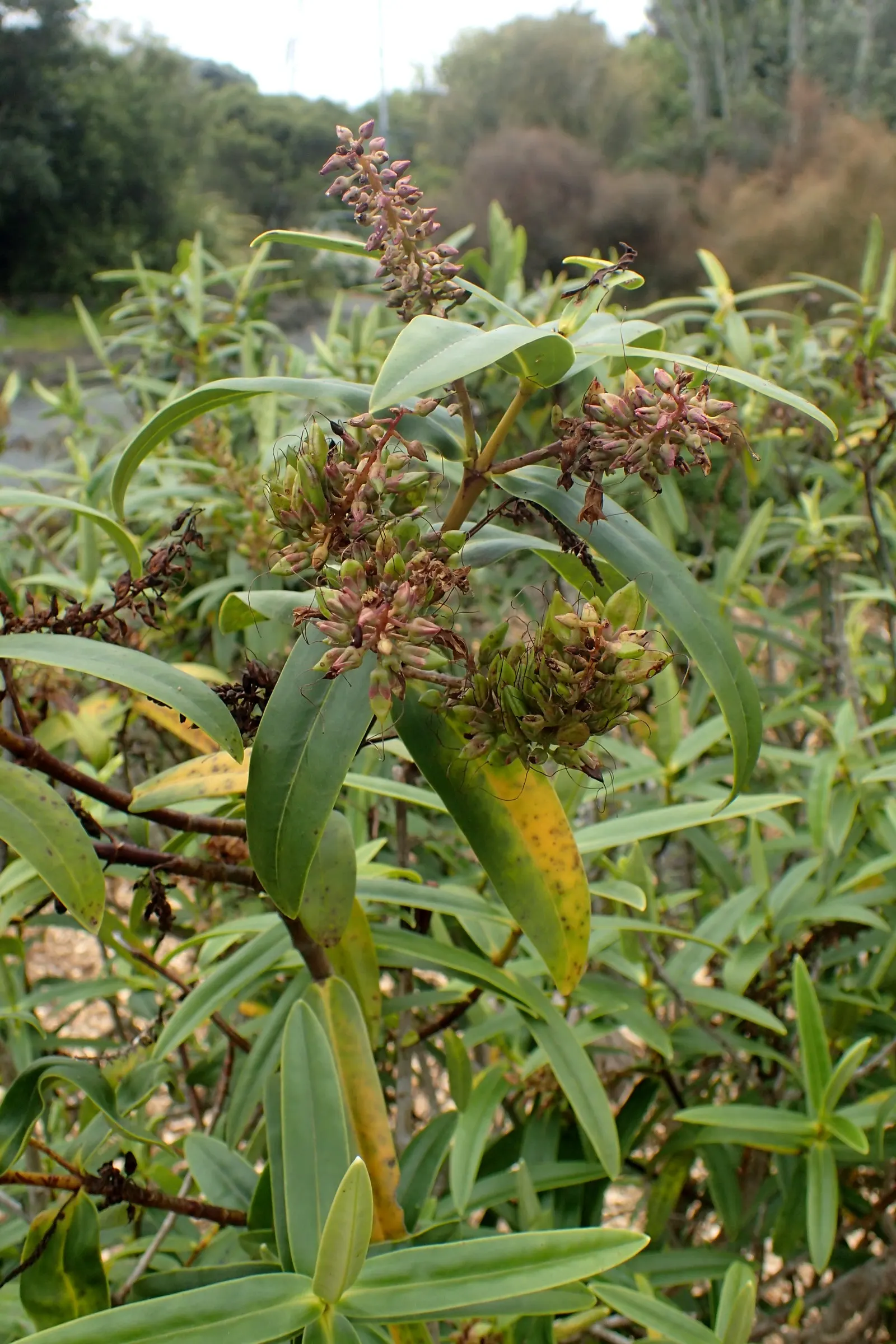 Evergreen Veronicas (Hebe Species) — Typically reaching 3-10 feet in height with a similar spread, it's ideal for year-round structure; the small, image 50