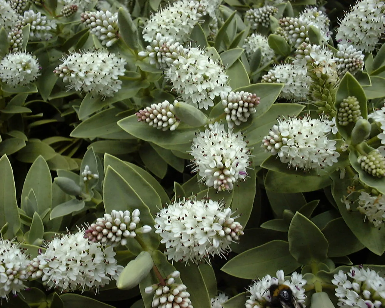 Evergreen Veronicas (Hebe Species) — Thriving in zones 7-10, Hebe prefers well-drained soil and full to partial sun exposure; making them a, image 51