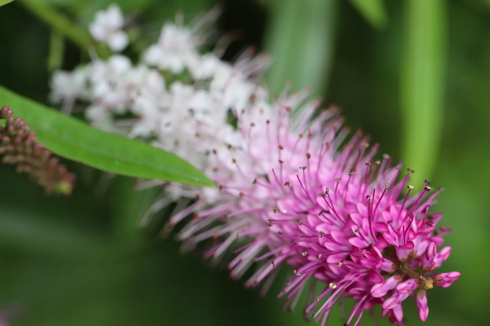 Evergreen Veronicas (Hebe Species) — they are drought-tolerant; they flourish in USDA Hardiness Zones 8 to 11, image 65