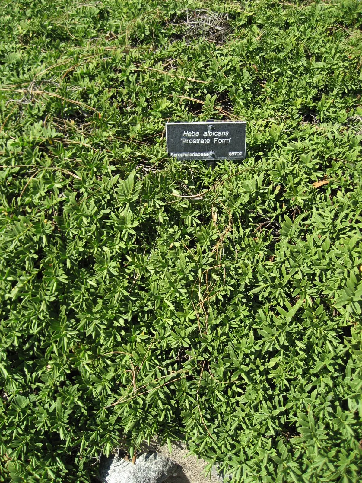 Evergreen Veronicas (Hebe Species) — Hebes offer great versatility; shrub with lavender and pink and purple blooms