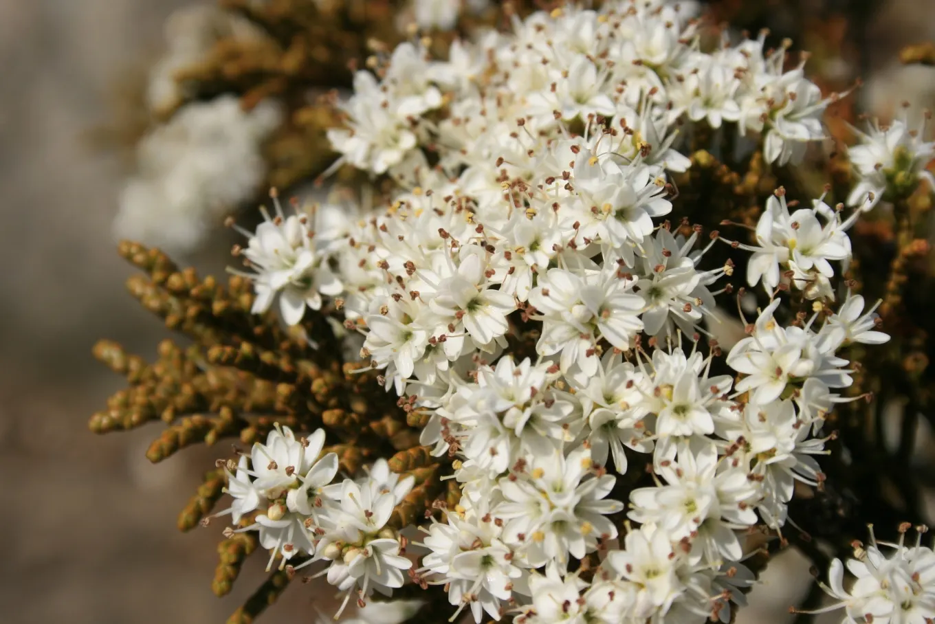 Evergreen Veronicas (Hebe Species) — showcasing a spectrum of colors including white