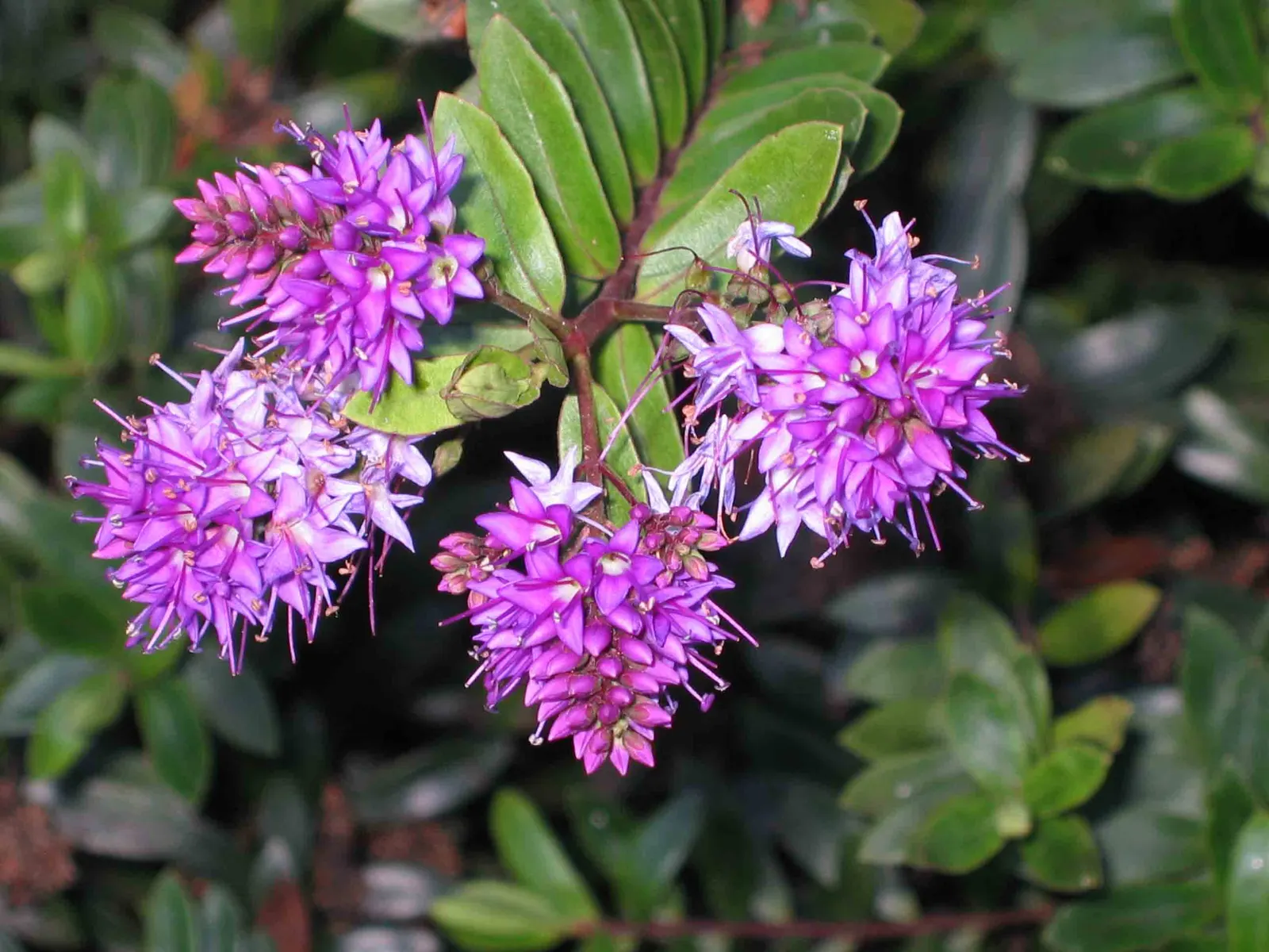 Evergreen Veronicas (Hebe Species) — Hebe is a versatile evergreen shrub, prized for its lush foliage and spikes of white, purple, or pink flowers, image 73
