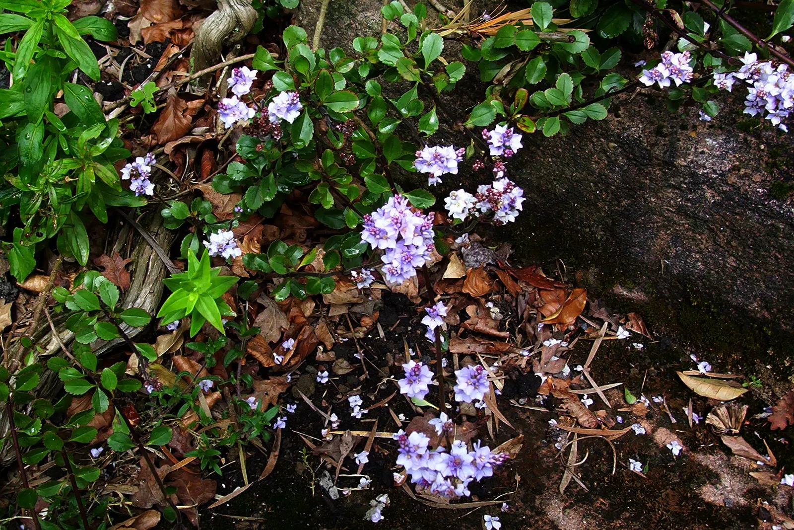 Evergreen Veronicas (Hebe Species) — making them a low-maintenance option for the busy gardener; thriving in zones 7-10, Hebe prefers well-drained, image 66