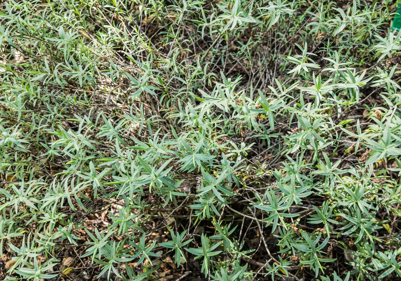 Evergreen Veronicas (Hebe Species) — Hebes prefer well-draining soil and a position in full sun to partial shade; which occurs from early summer to, image 67