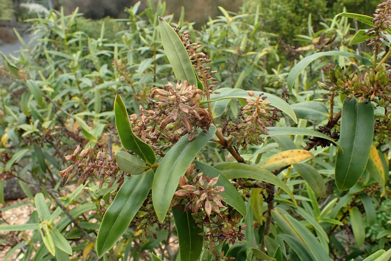 Evergreen Veronicas (Hebe Species) — Typically reaching 3-10 feet in height with a similar spread, it's ideal for year-round structure