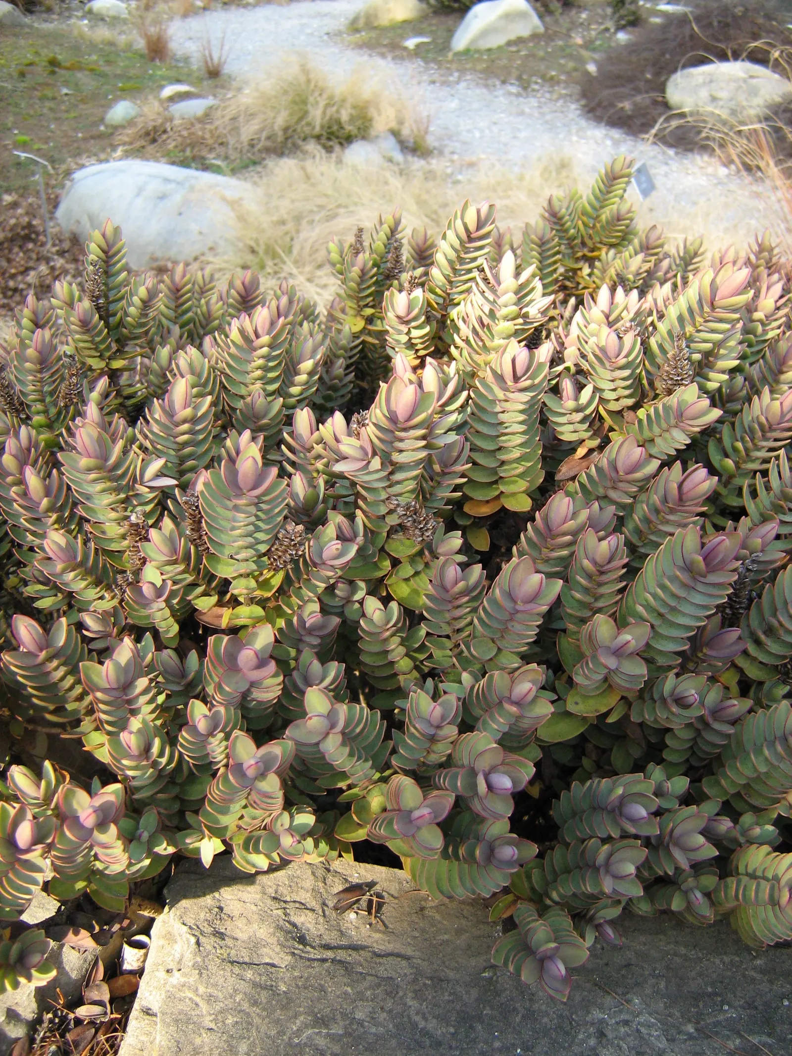 Evergreen Veronicas (Hebe Species) — The plants are resilient to coastal conditions; showcasing a spectrum of colors including white, image 64