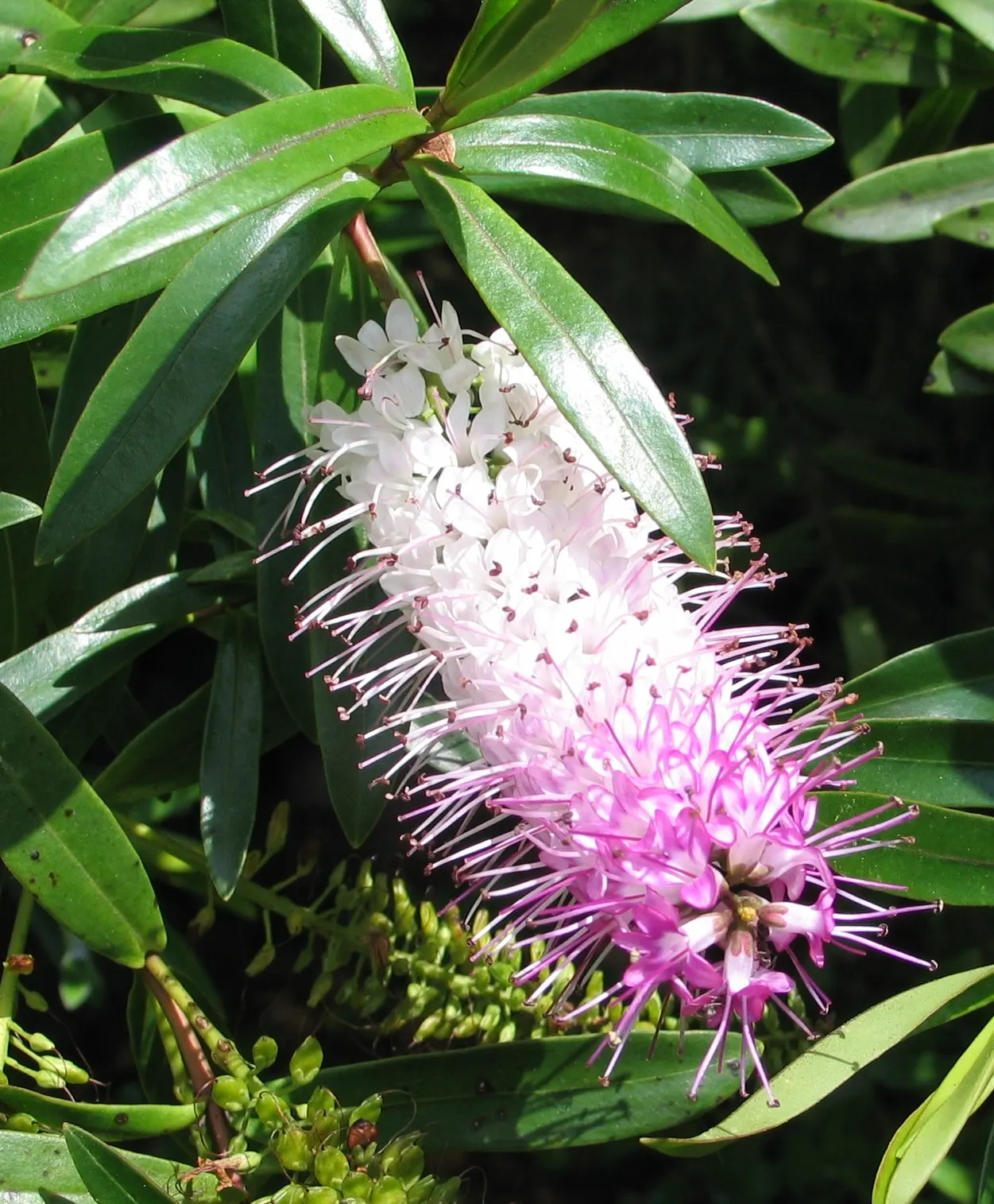 Evergreen Veronicas (Hebe Species) — commonly referred to as Hebe; they are well-suited for use in borders, as groundcover, or as a focal point in, image 54