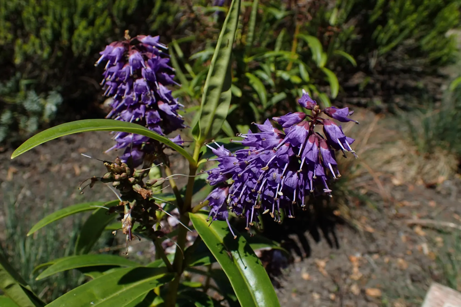Evergreen Veronicas (Hebe Species) — leathery leaves that can range in color from deep green to variegated hues; suitable as a specimen or hedge, image 56