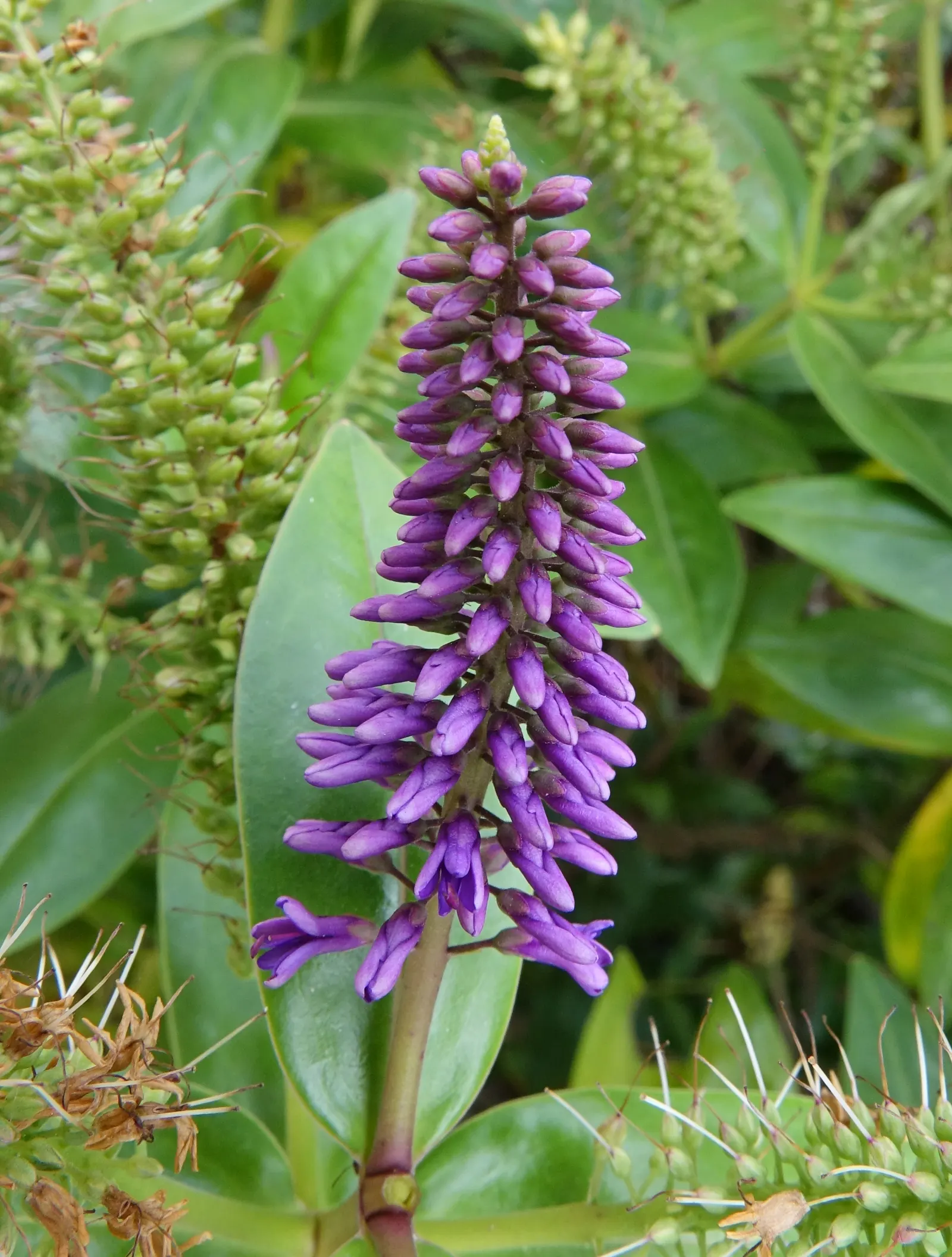 Evergreen Veronicas (Hebe Species) — They are well-suited for use in borders, as groundcover, or as a focal point in a mixed bed; commonly referred to as Hebe