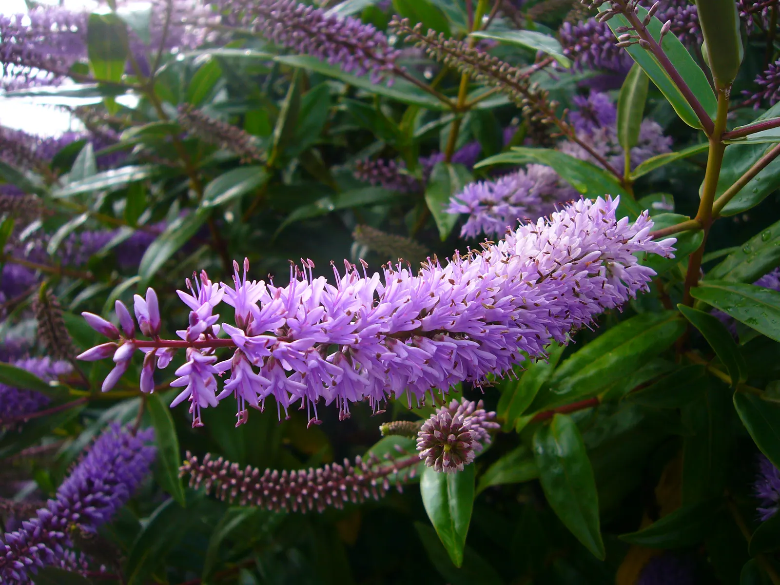 Evergreen Veronicas (Hebe Species) — shrub with lavender and pink and purple blooms; hebes offer great versatility