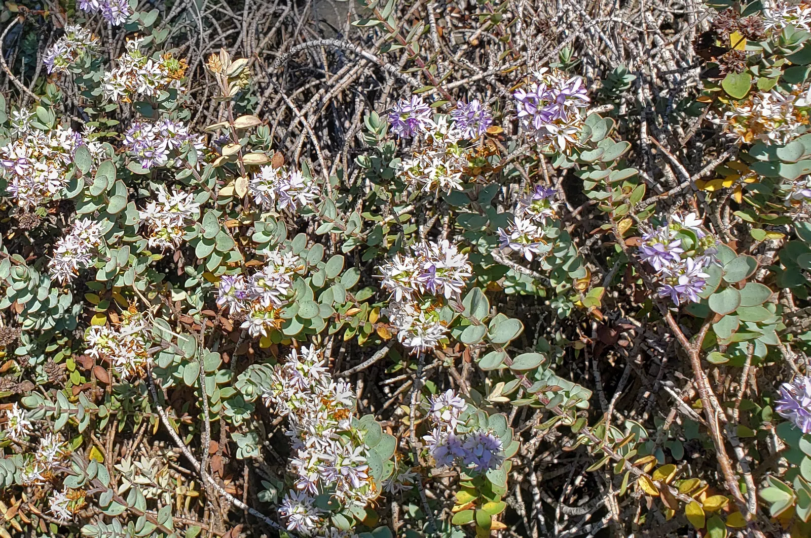 Evergreen Veronicas (Hebe Species) — they are drought-tolerant; they flourish in USDA Hardiness Zones 8 to 11
