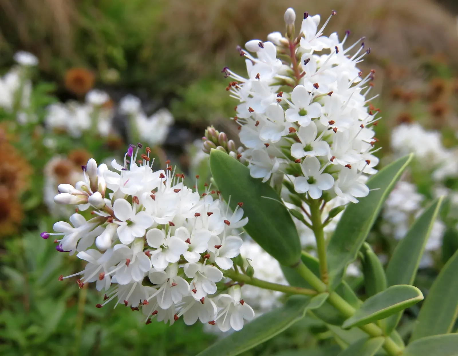 Evergreen Veronicas (Hebe Species) — spiky inflorescences at the terminals; as well as their compact and rounded growth habit that typically reaches heights of