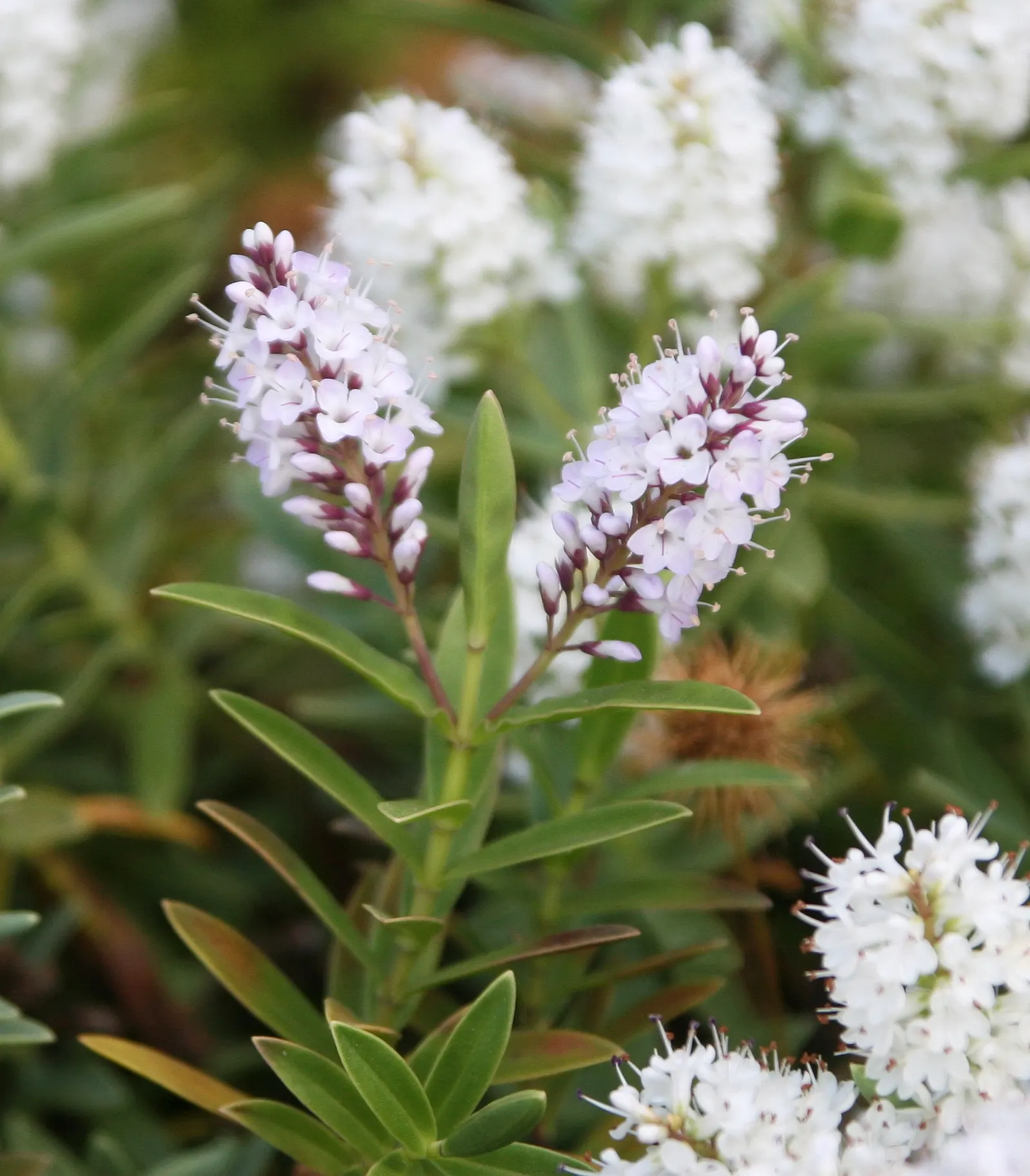 Evergreen Veronicas (Hebe Species) — leathery leaves that can range in color from deep green to variegated hues
