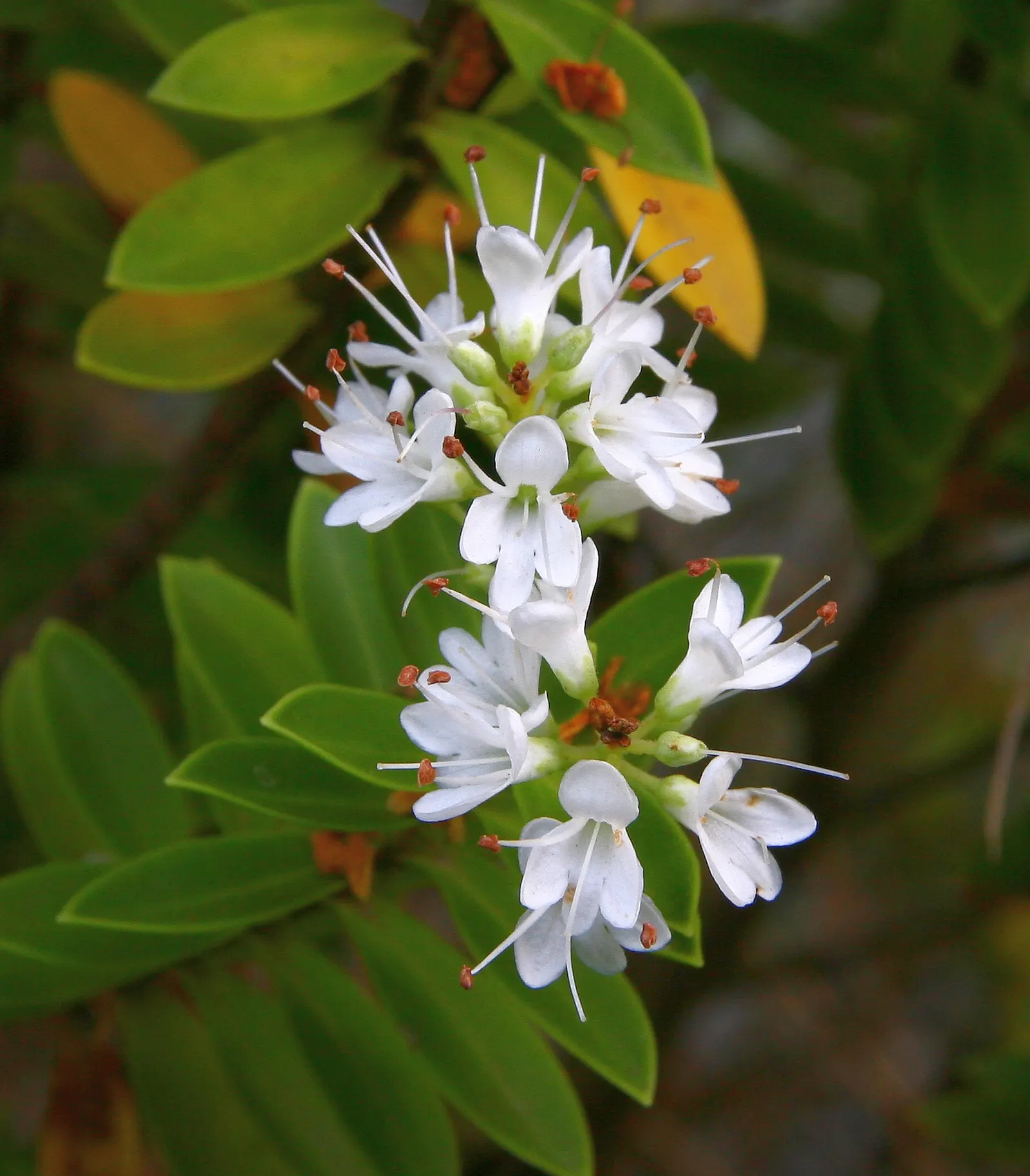 Evergreen Veronicas (Hebe Species) — as well as their compact and rounded growth habit that typically reaches heights of 1 to 3 feet