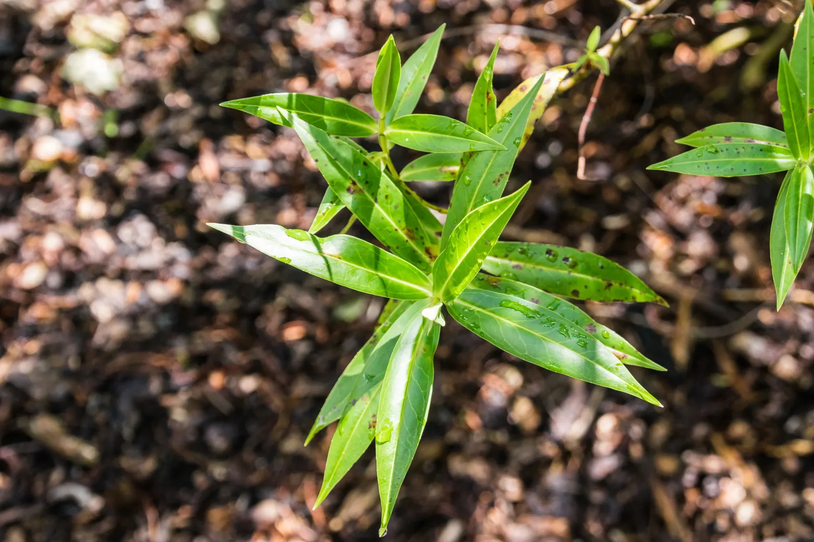 Evergreen Veronicas (Hebe Species) — Hebe is a versatile evergreen shrub, prized for its lush foliage and spikes of white, purple, or pink flowers