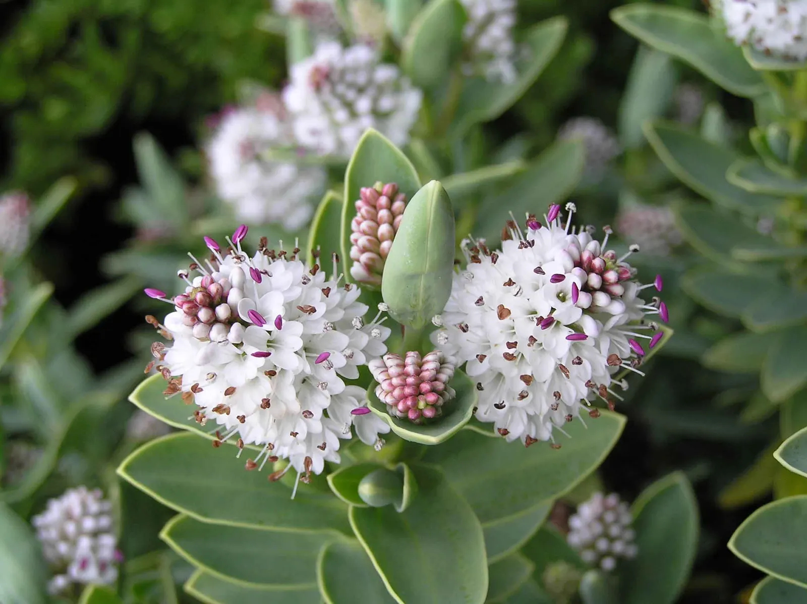 Evergreen Veronicas (Hebe Species) — shrub for full or half; evergreen garden all year round