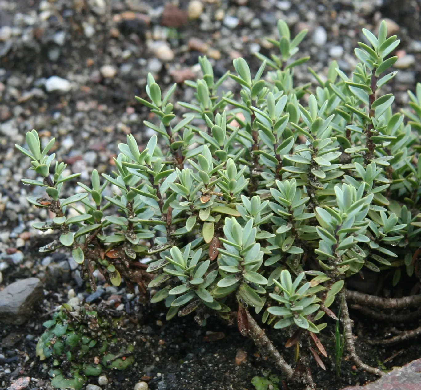 Evergreen Veronicas (Hebe Species) — Hebes prefer well-draining soil and a position in full sun to partial shade