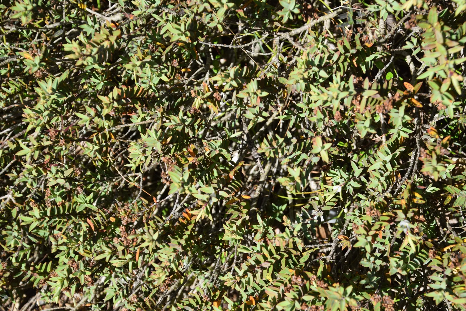 Evergreen Veronicas (Hebe Species) — showcasing a spectrum of colors including white; the plants are resilient to coastal conditions
