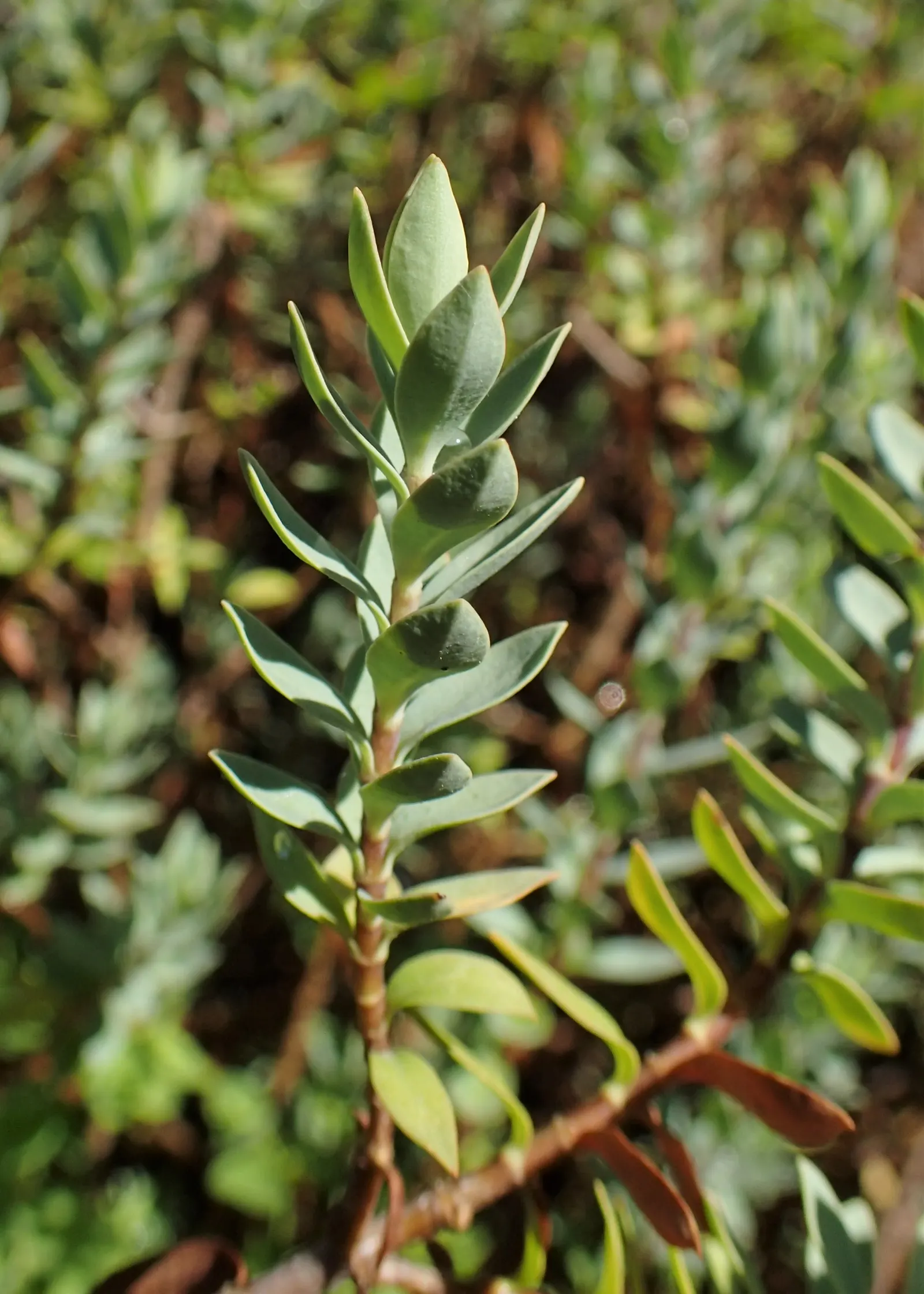 Evergreen Veronicas (Hebe Species) — Hebe is a versatile evergreen shrub, prized for its lush foliage and spikes of white, purple, or pink flowers; minimal