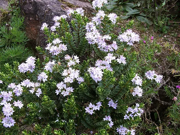 Evergreen Veronicas (Hebe Species) — Minimal pruning maintains its neat appearance, making it a low-maintenance addition to any garden design; hebe, image 52