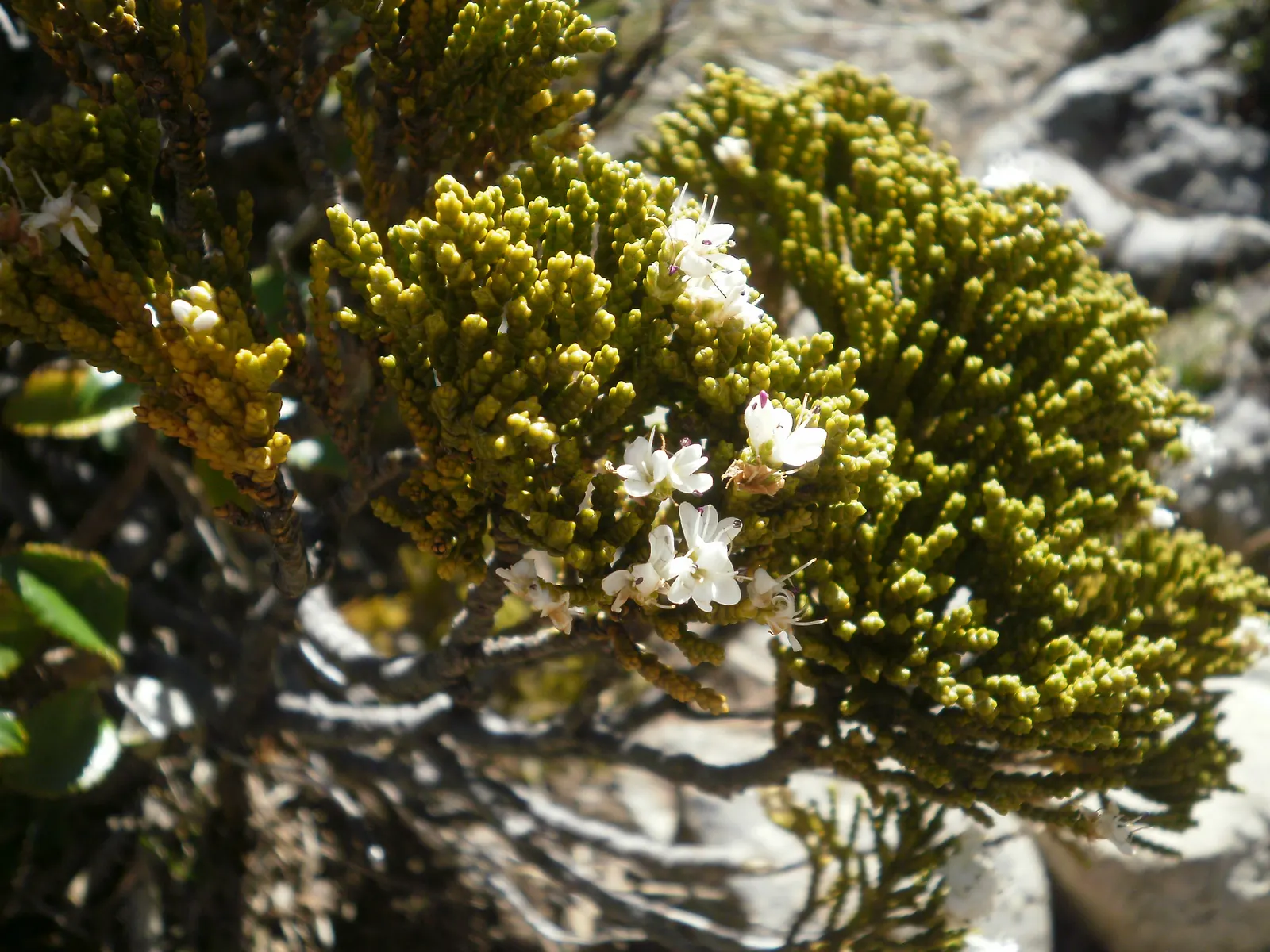 Evergreen Veronicas (Hebe Species) — evergreen garden all year round; shrub for full or half, image 69