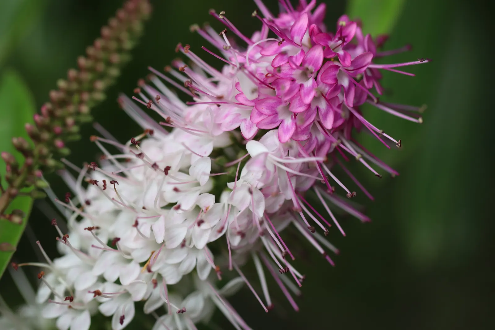 Evergreen Veronicas (Hebe Species) — these robust plants are characterized by their glossy; lavender and pink and purple flowers in the garden, image 55